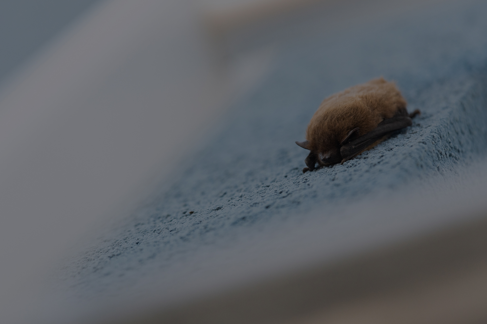 Les Chauves-souris : espèces protégées en danger