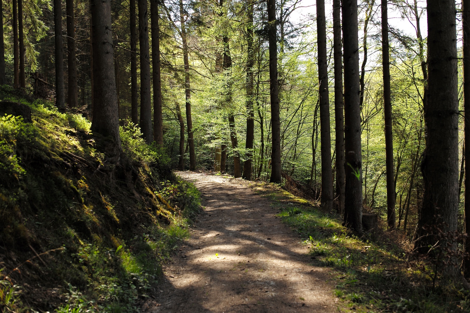forest3